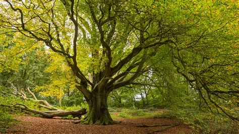 pics of a tree